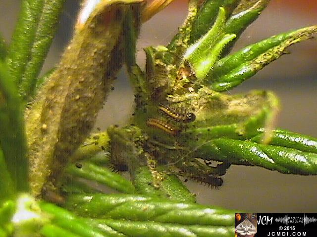 Chalcedon Checkerspot (Euphydryas chalcedona) tiny 2nd instar larvae